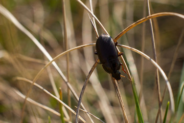 macro shot of insects. spiders, beetles and ladybugs