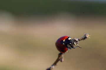 macro shot of insects. spiders, beetles and ladybugs