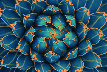 Cactus, agave, closeup, background, pattern, abstract, nature and texture, dark purple watercolor tones