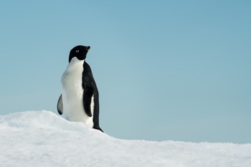 Adelie Penguin