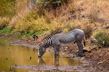Zebra drinking water from a pond, Kenya, Nairobi, Samburu
