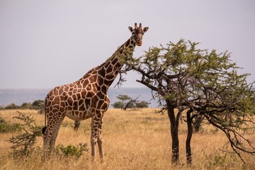 Giraffe grazing by a tree in the middle of the African jungle in Samburu, Kenya