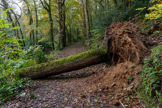 Large uprooted tree fallen across footpath in Cornwall because of high storm force winds