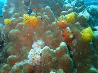 海中の色とりどりのクリスマスツリー