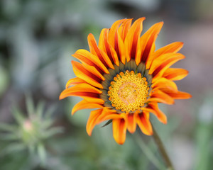 yellow/orange flower of a calendula