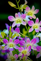 pink orchids on dark background