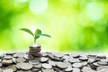 A small tree growing on a pile of silver coins Saving money and business growth