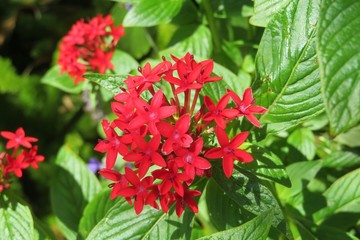 Red pentas flowers in Florida zoological garden, closeup