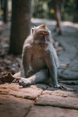 Adult long-tailed monkey portrait Bali Monkey Forest Ubud