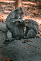 Fototapeta premium Long-tailed macaque family cleans wool at Monkey Forest Ubud Bali 