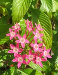 Beautiful pink pentas flowers in Florida zoological garden, closeup