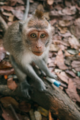 Little long-tailed monkey portrait Bali Monkey Forest Ubud