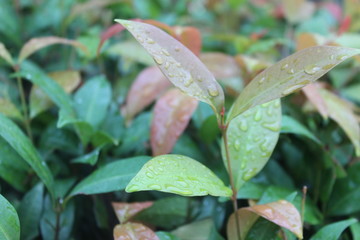 fresh green leafs and water drops