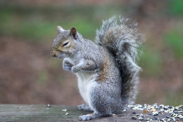 squirrel eating nut