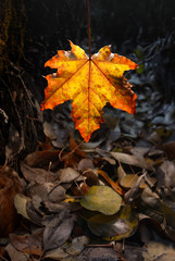 Fall leaf
