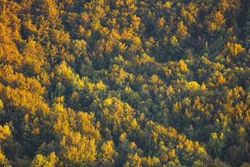 background of yellow flowers