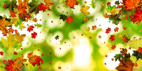 Obraz na płótnie Canvas Leaves isolated. Autumn leaf pattern. Season falling leaves background.