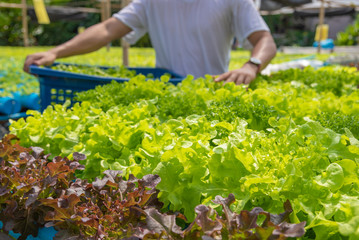 Harvesting hydroponics vegetables, non-toxic. Planted by water no soil beautiful tree asian style.