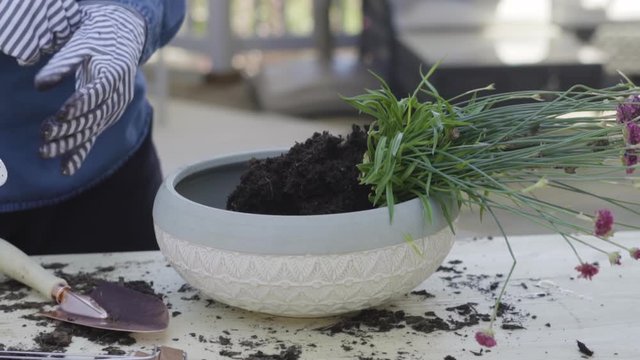 Planting flowers into small planting pots in late Spring.