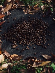 로스팅된 커피콩과 낙엽 