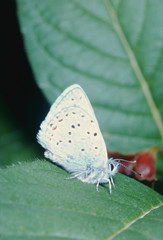 Cabbage Butterfly (Pieris Brassicae)