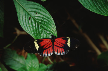 Common Postman Butterfly (Heliconius Melpomene)