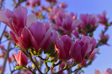 Magnolia flower blooming
