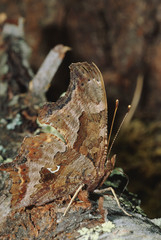 Grey Comma Butterfly (Polygonia Progne)