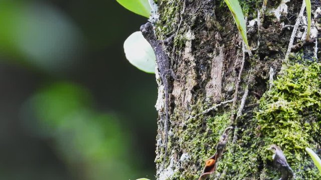 Flying chameleon like to habitating on the forest tree.