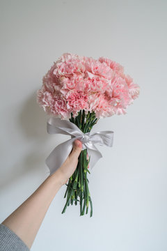 Woman hand hold pink carnation on white background..