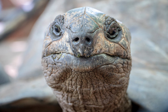 close-up of  100 years old tortoise