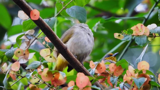 Couple Stripe-throated Bulbuls catching on the flower tree.