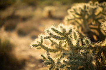 Cactus
