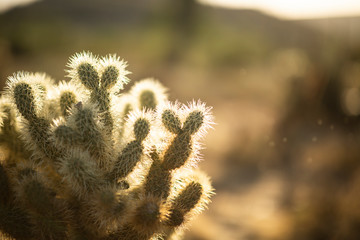 Cactus