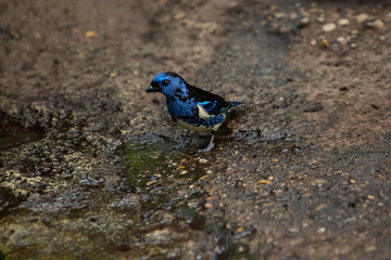 Turquoise tanager (Tangara mexicana).