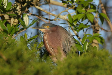 Green Heron Butorides virescens - in Saint Augustine, Florida.