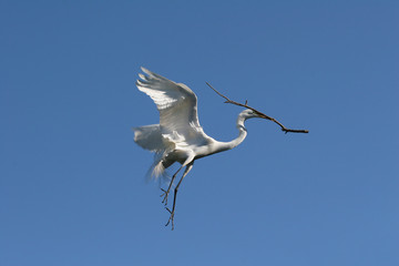 Great Egret - Ardea alba - with nesting material in flight in Saint Augustine, Florida against cloudless blue sky.