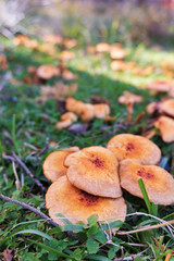 茶色いキノコが群生している風景の縦長写真