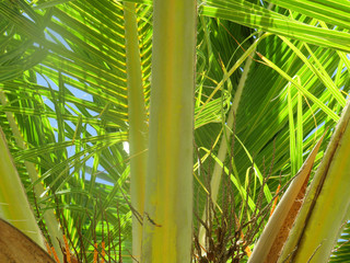 Palm tree under a blue sky in Martinique, French west indies. Tropical blue sun sea. Caribbean sea
