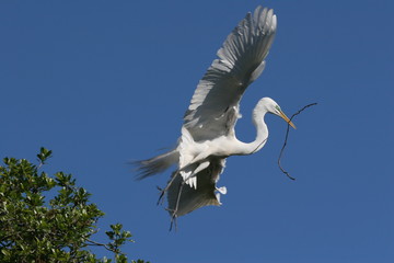 Great Egret - Ardea alba - with nesting material in flight in Saint Augustine, Florida against cloudless blue sky.