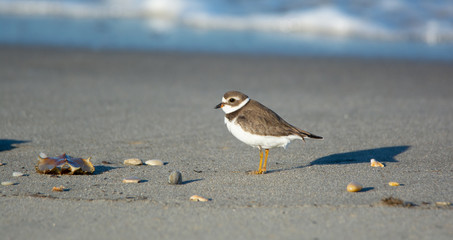 Semipalmated Plover at Primehook Beach