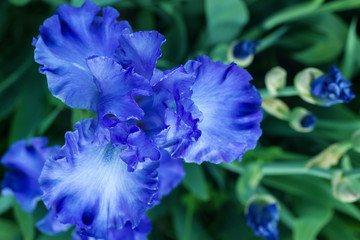 Bright blue iris flowers up view macro
