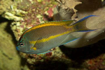Bellus angelfish, ornate angelfish (Genicanthus bellus ), male.