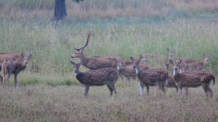 Spotted Deer