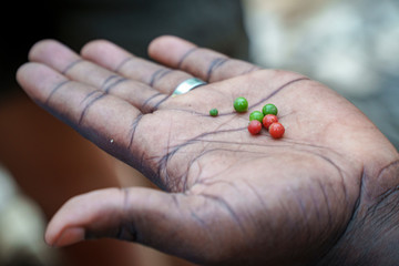 fresh pepper seeds in hands of native