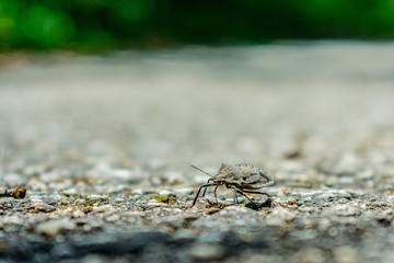 bug on the road