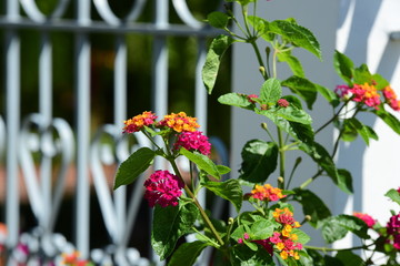 Garden and flowers beside the house