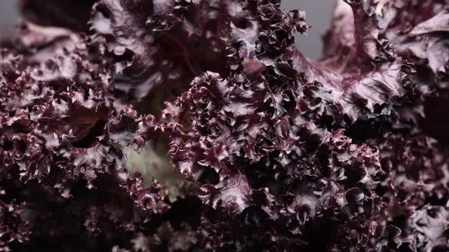 Red leaf lettuce, lollo rosso salad, food background rotating