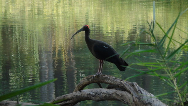 Black Headed Ibis