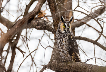 Long eared owl perched in a boreal forest Quebec, Canada.